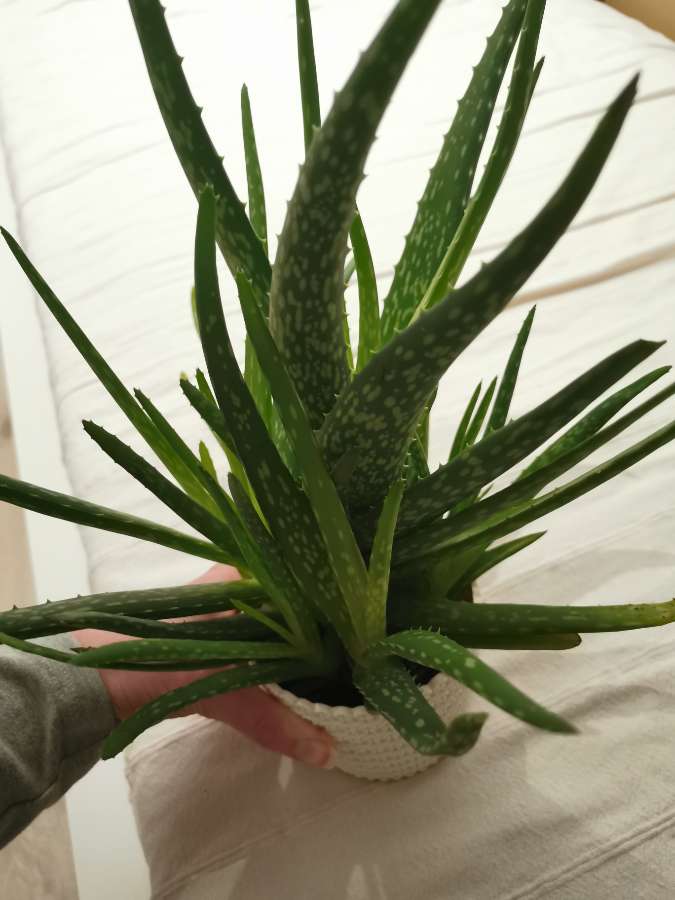 Aloe Vera, aloes 3