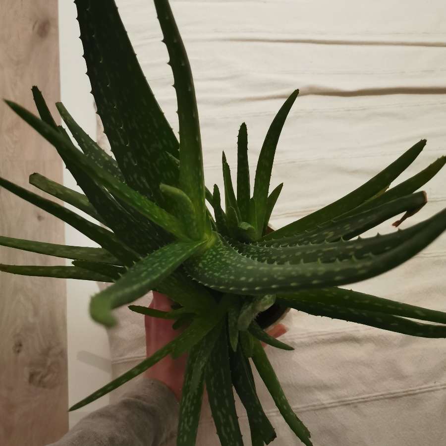 Aloe Vera, aloes