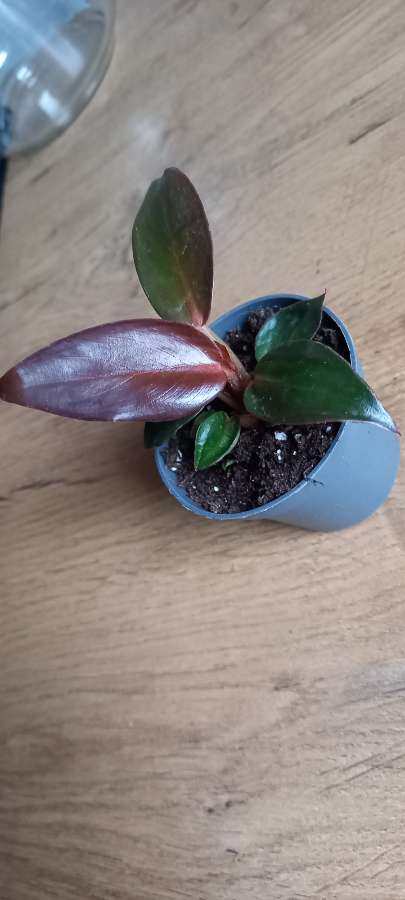 Philodendron red sun 3