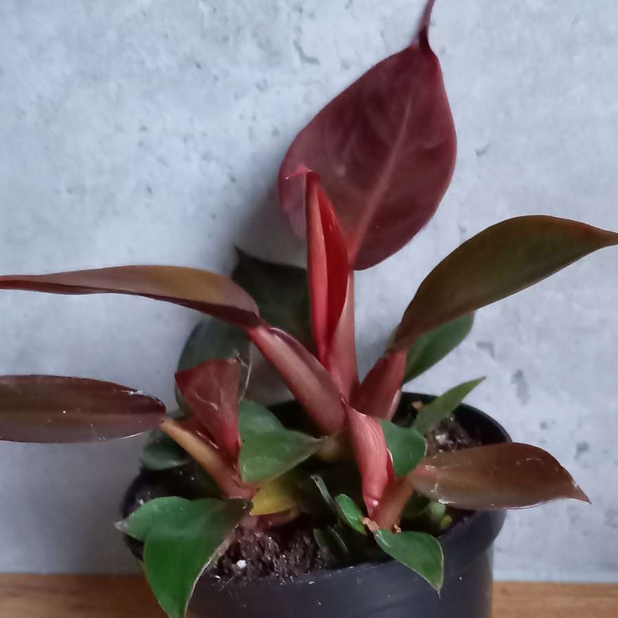 Philodendron red sun