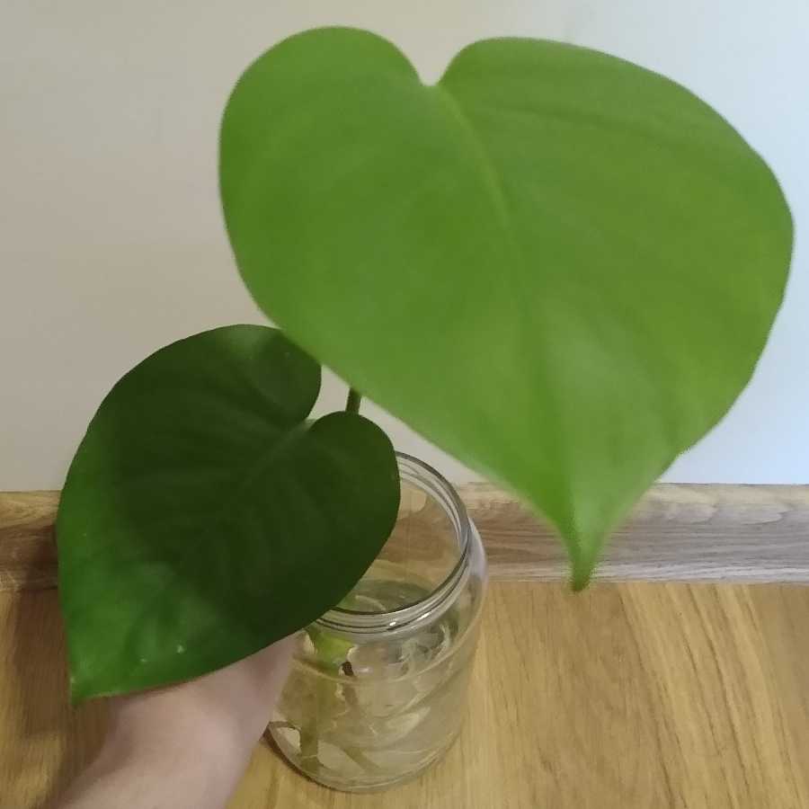 Monstera Deliciosa