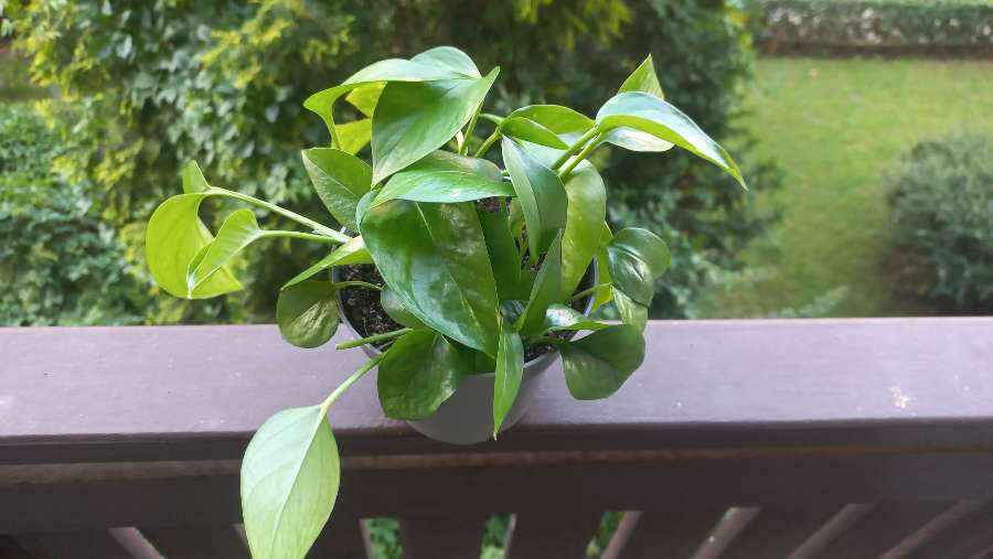 Epipremnum aureum 4