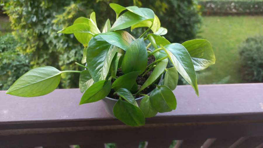 Epipremnum aureum 3