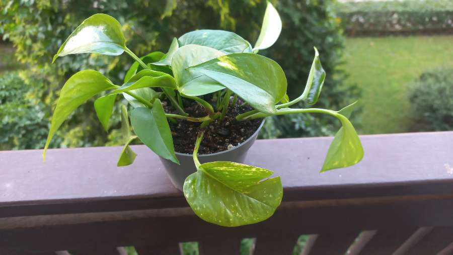 Epipremnum aureum 2