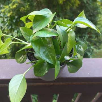 Epipremnum aureum