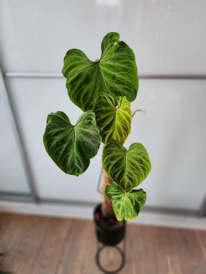 Philodendron tambillo verrucosum 2