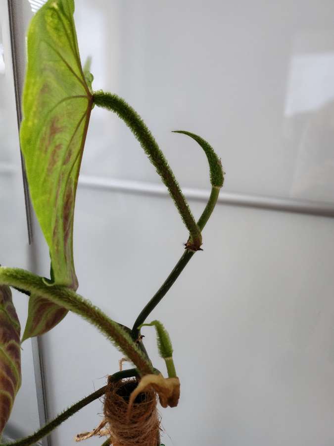 Philodendron tambillo verrucosum 5