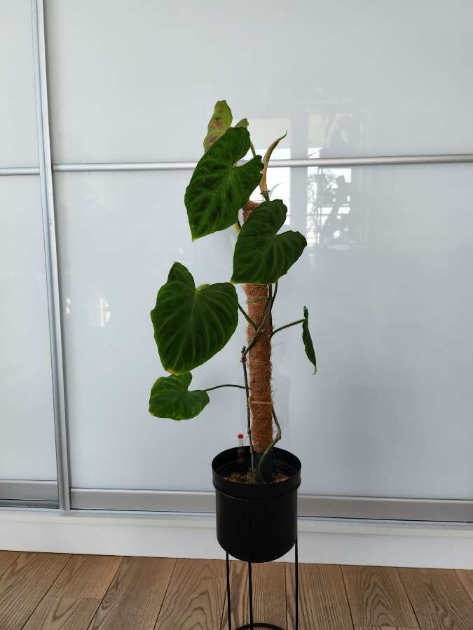 Philodendron tambillo verrucosum 4