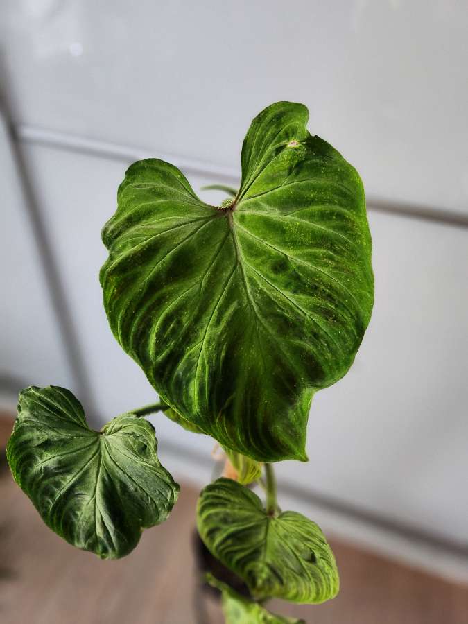 Philodendron tambillo verrucosum 3