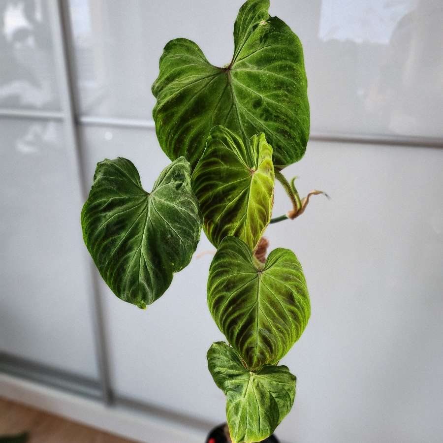 Philodendron tambillo verrucosum