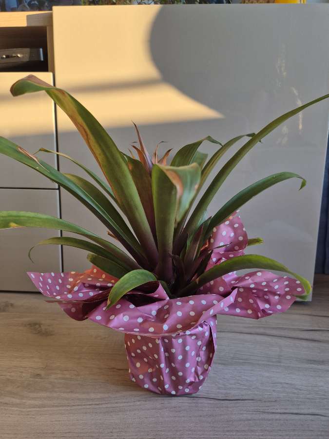 Guzmania 2