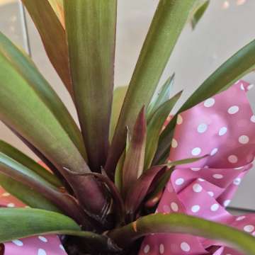 Guzmania