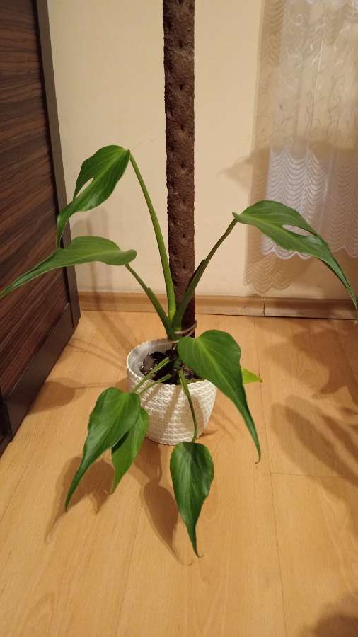 Monstera burle marx flame 3