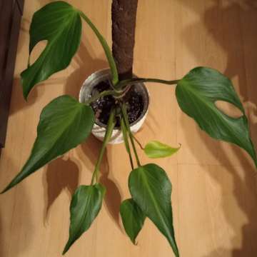 Monstera burle marx flame