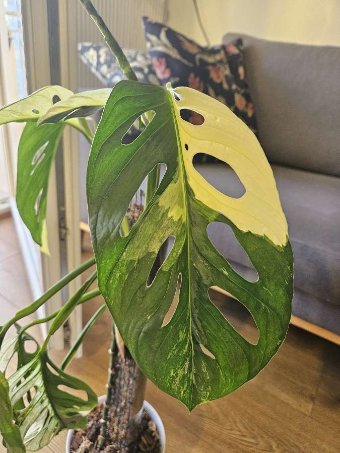 Monstera adansoni Variegata 2