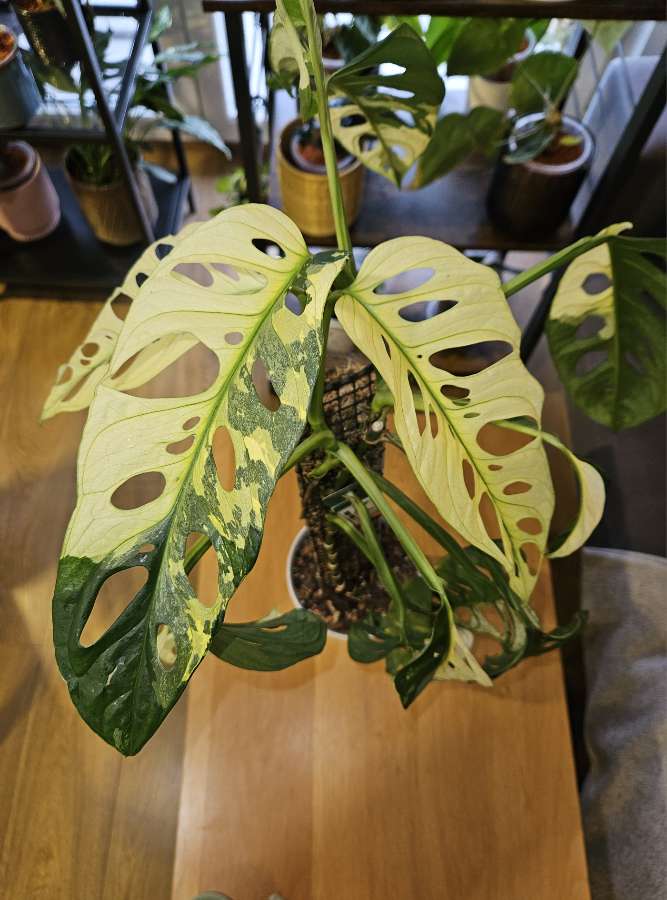 Monstera adansoni Variegata 4