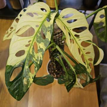 Monstera adansoni Variegata