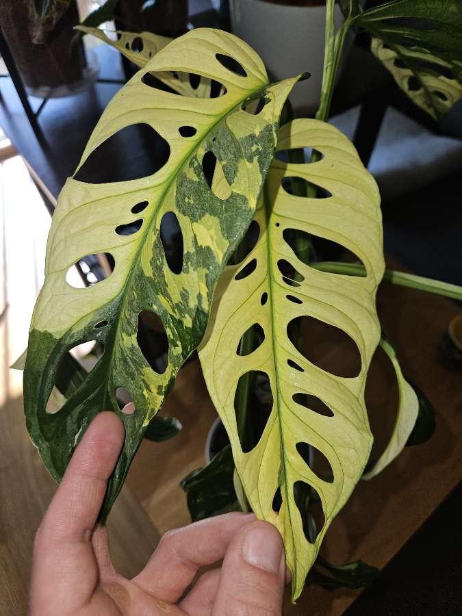 Monstera adansoni Variegata 3