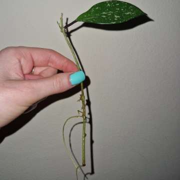 Hoya pubicalyx RHP