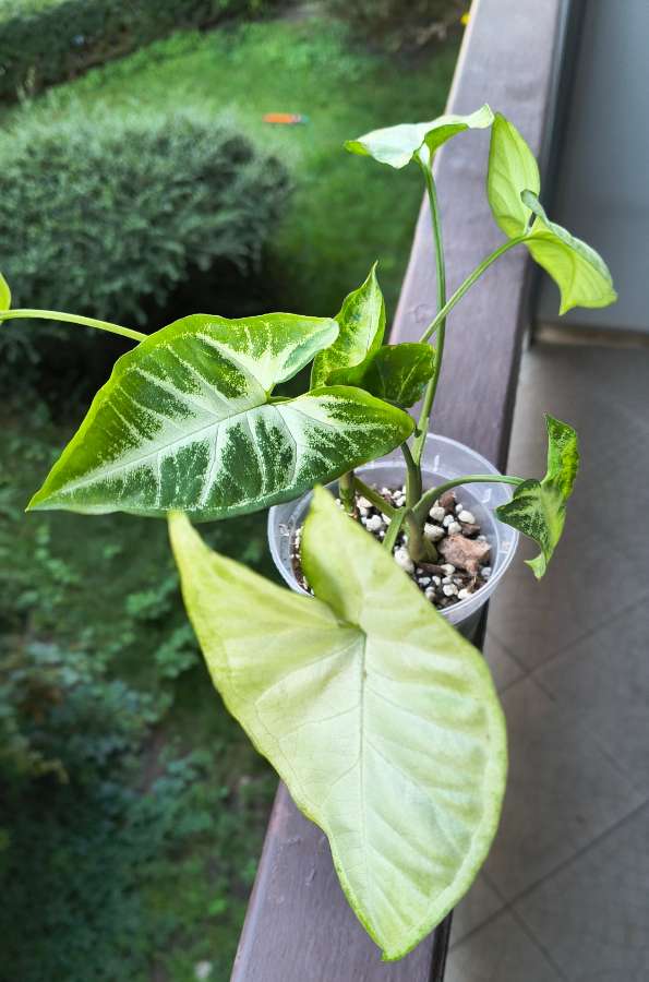 Syngonium 3