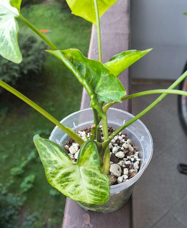 Syngonium 2