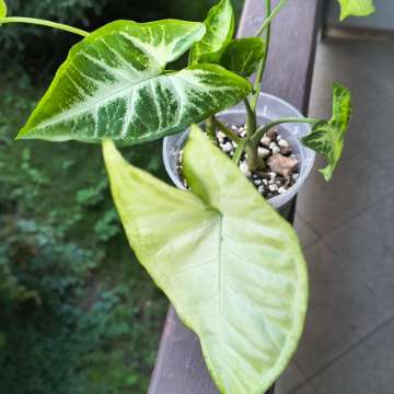 Syngonium