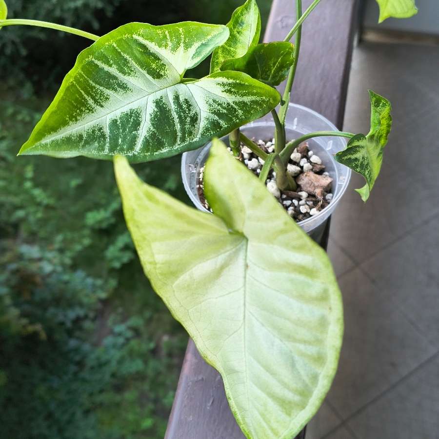Syngonium