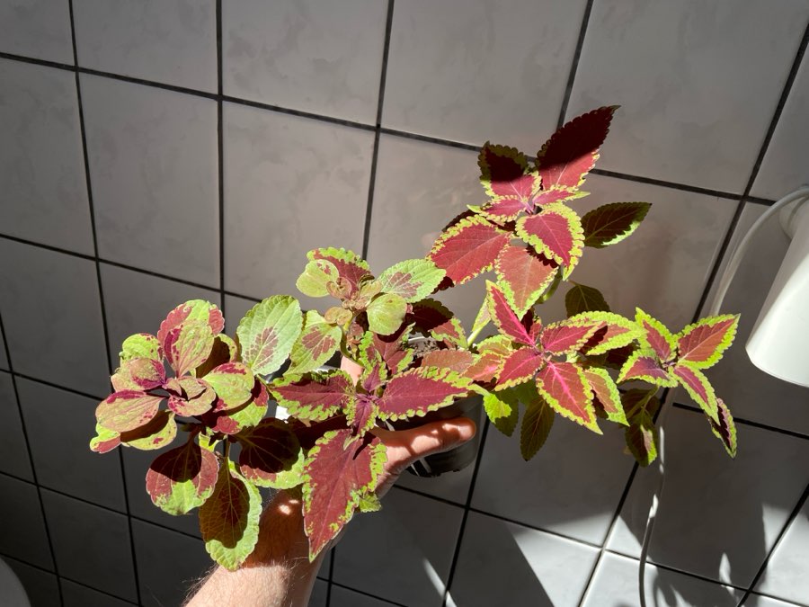 Koleus blumego duża roslina wysokość ok. 50 cm 2
