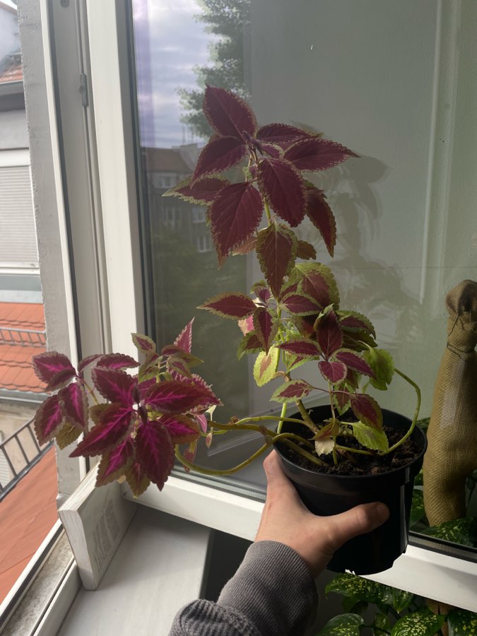 Koleus blumego duża roslina wysokość ok. 50 cm 2