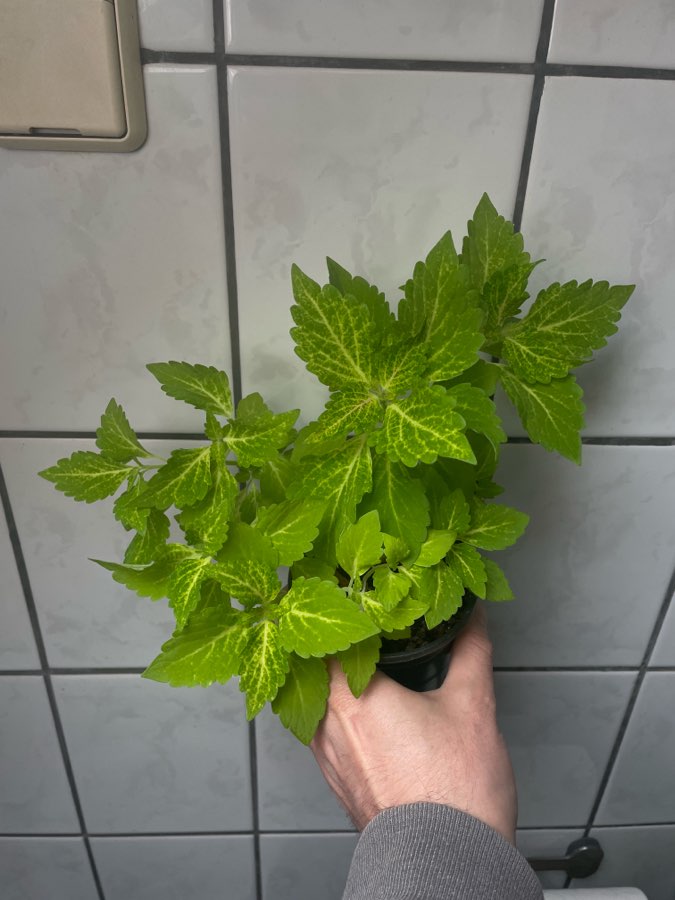 Koleus blumego duża roslina wysokość ok. 50 cm 4