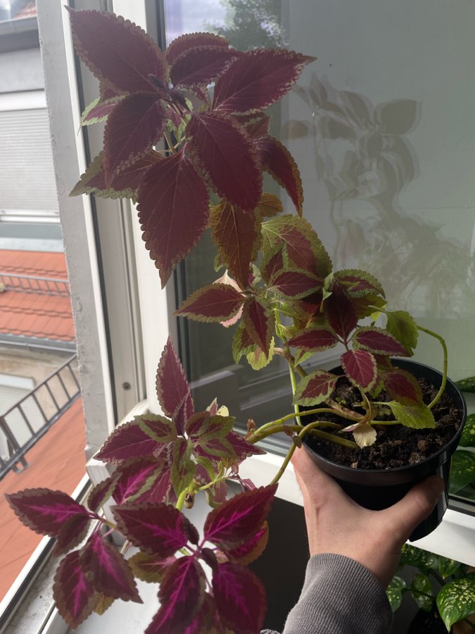 Koleus blumego duża roslina wysokość ok. 50 cm 3