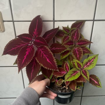 Koleus blumego duża roslina wysokość ok. 50 cm