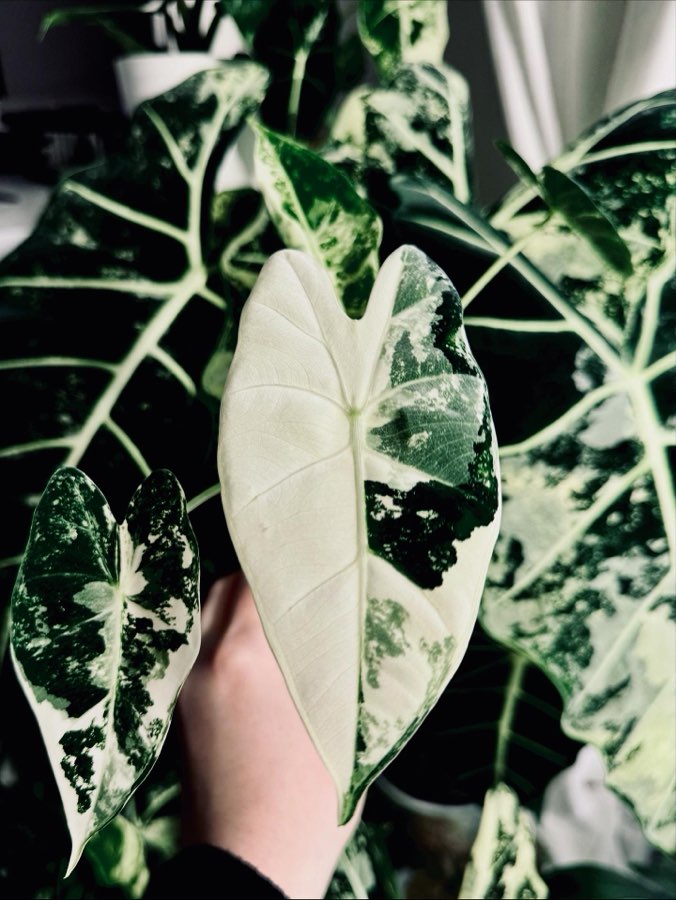 Alokazja „Frydek” Variegata 3