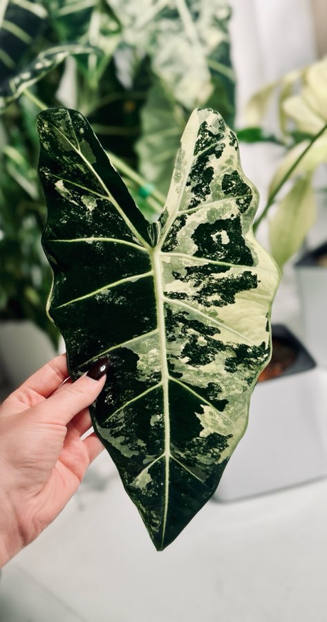 Alokazja „Frydek” Variegata 2