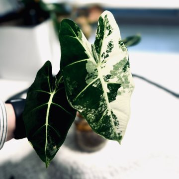 Alokazja „Frydek” Variegata