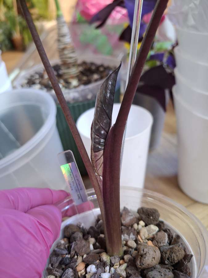 Alokazja Serendipity Pink Variegata 3