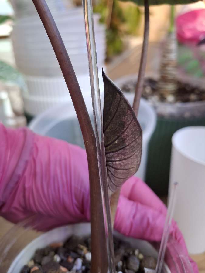 Alokazja Serendipity Pink Variegata 4