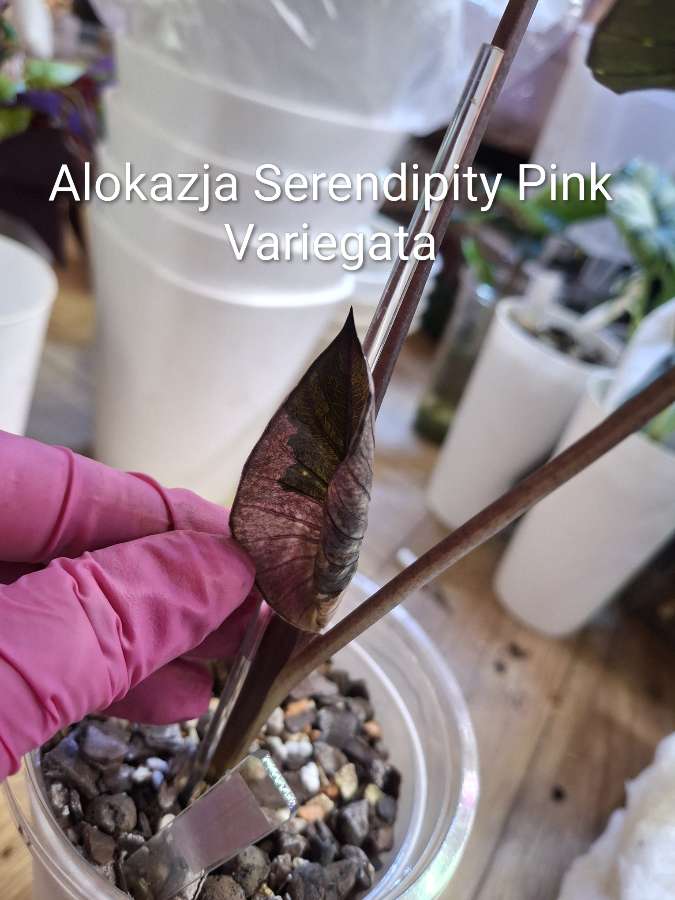 Alokazja Serendipity Pink Variegata 2