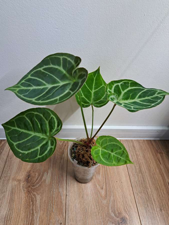 Anthurium dressleri x 2