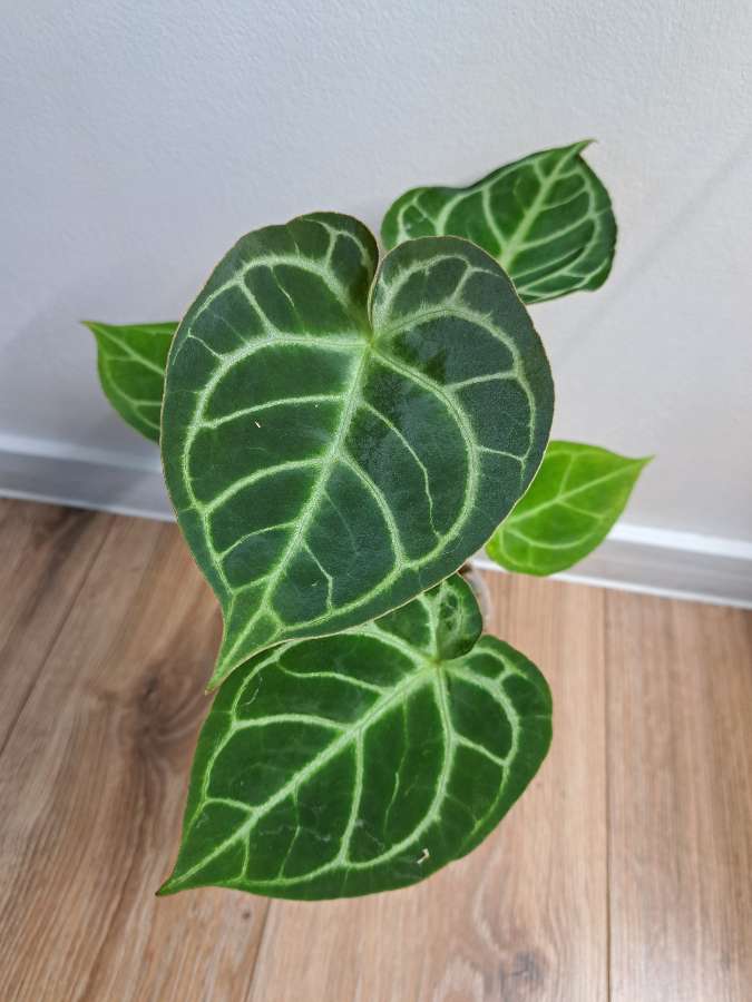 Anthurium dressleri x 3