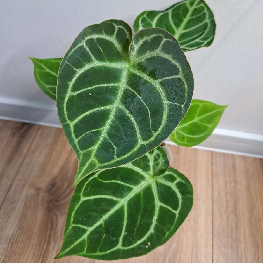 Anthurium dressleri x