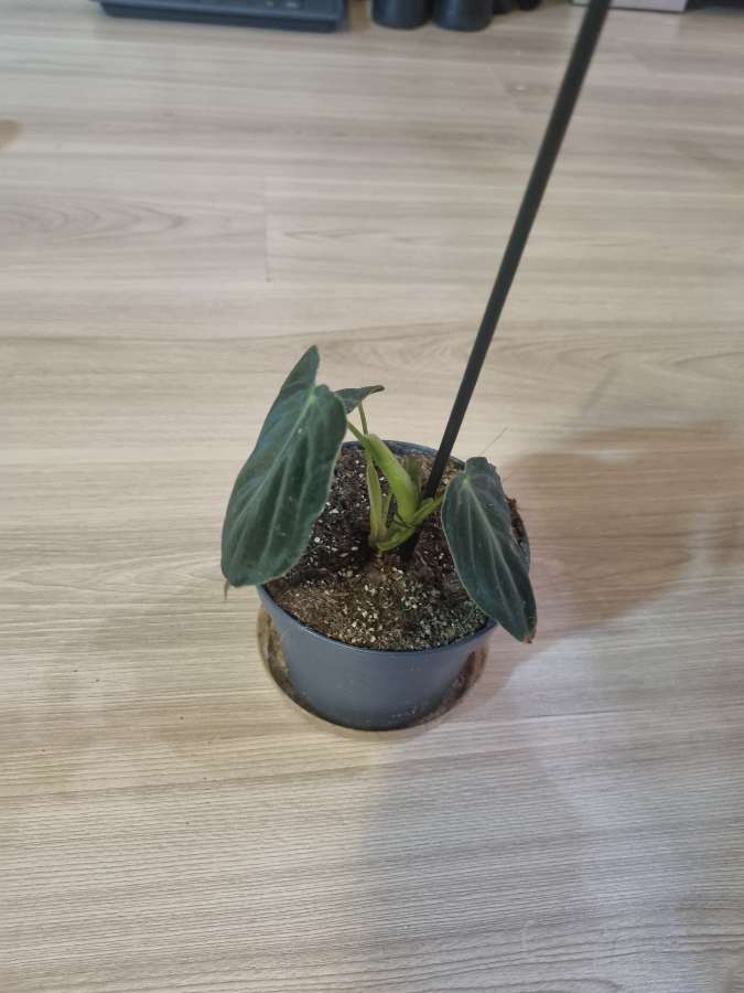 Philodendron melanohrysum 2