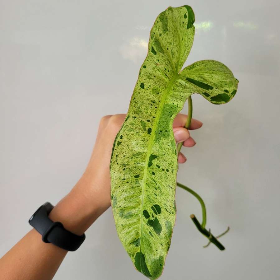 Philodendron paraiso