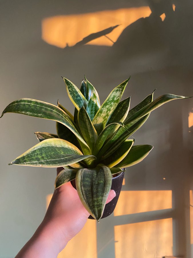 Sanseveria wężownicą żelazną roślina 2