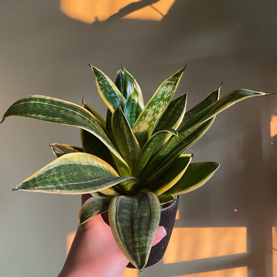 Sanseveria wężownicą żelazną roślina