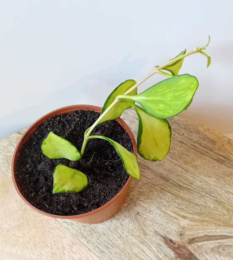 Hoya hoja heuschkeliana Variegata - sadzonka 3