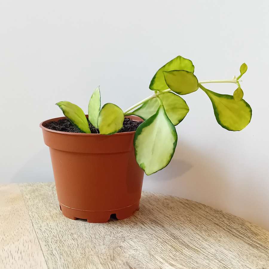 Hoya hoja heuschkeliana Variegata - sadzonka