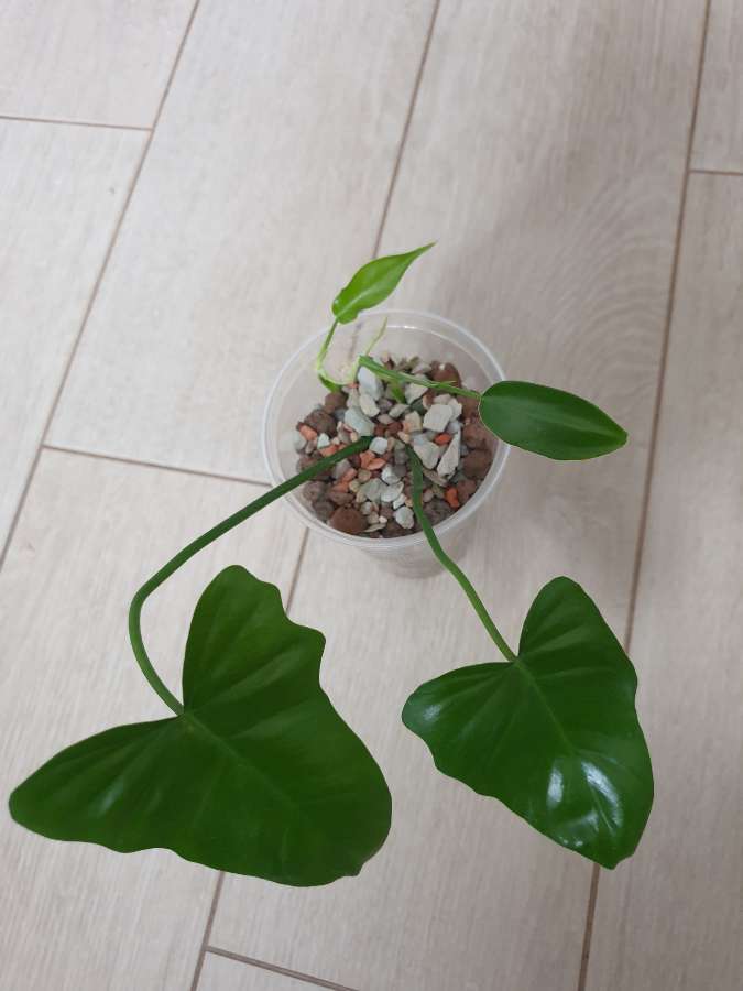 Philodendron green dragon 2szt. 3