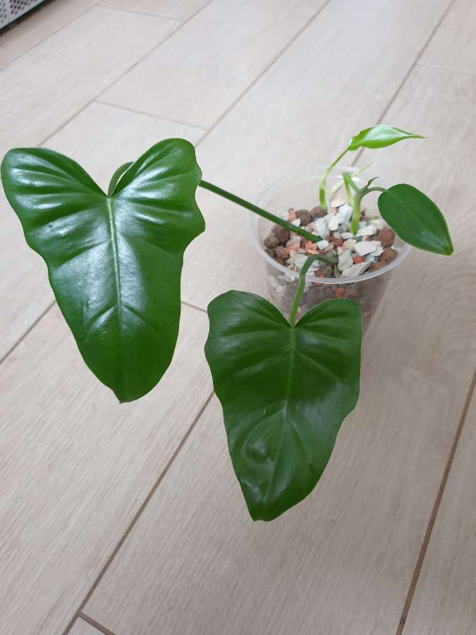 Philodendron green dragon 2szt. 2