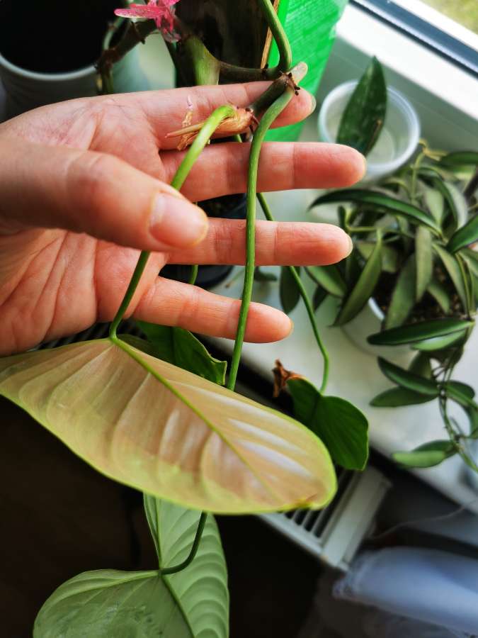 Philodendron Ventricosum Aff 2